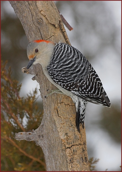 red-bellied woodpecker