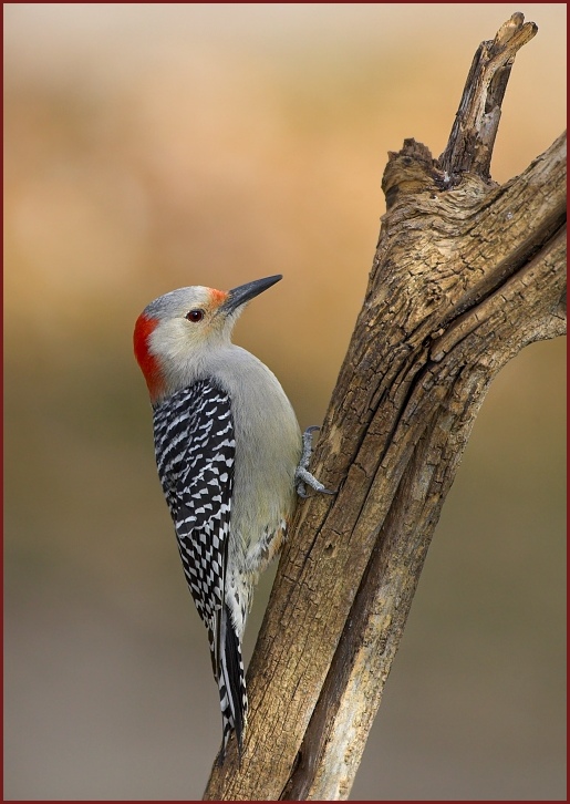 red-bellied woodpecker