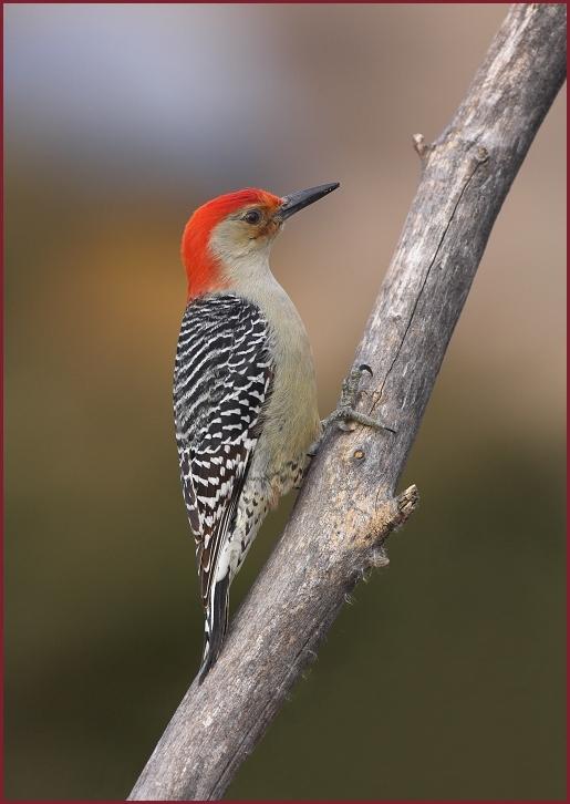 red-bellied woodpecker