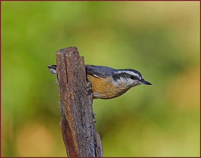 red-breasted nuthatch