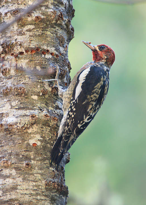 Red-breasted Sapsucker