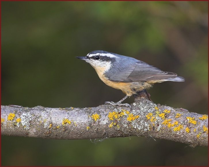 red-breasted nuthatch