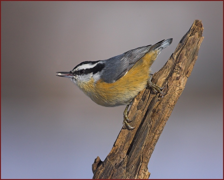 red-breasted nuthatch