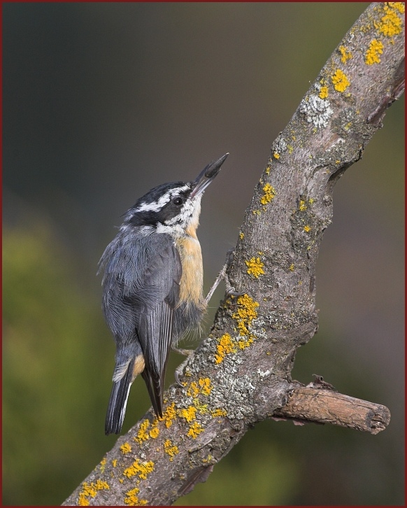 red-breasted nuthatch