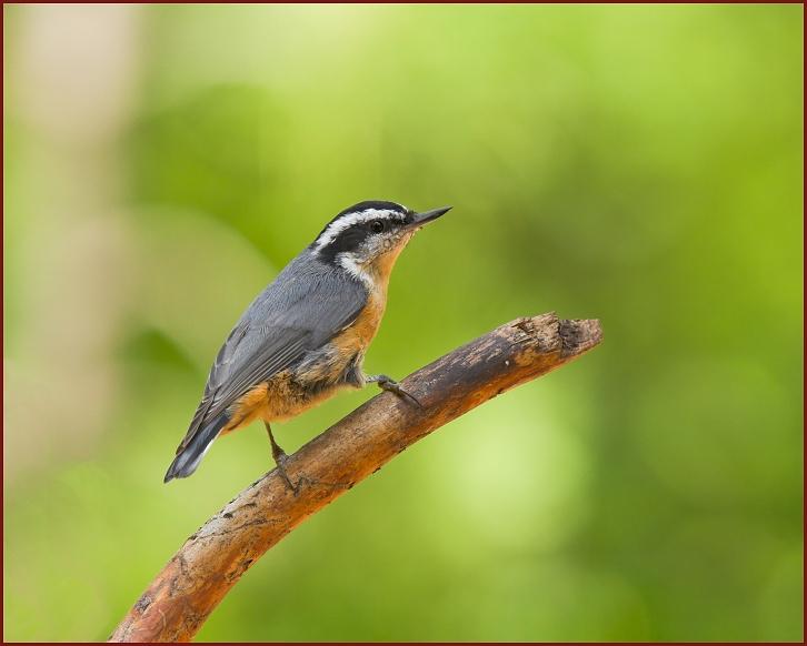 red-breasted nuthatch