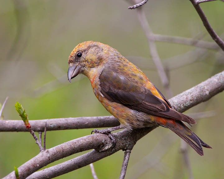 red crossbill