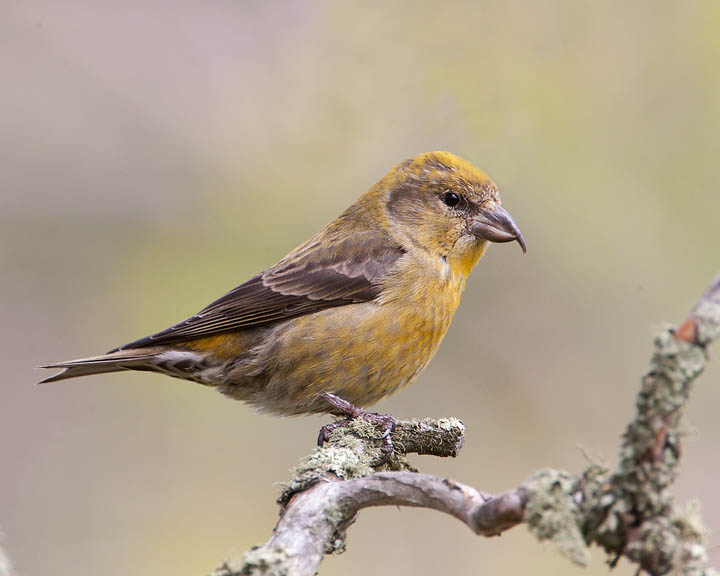 red crossbill