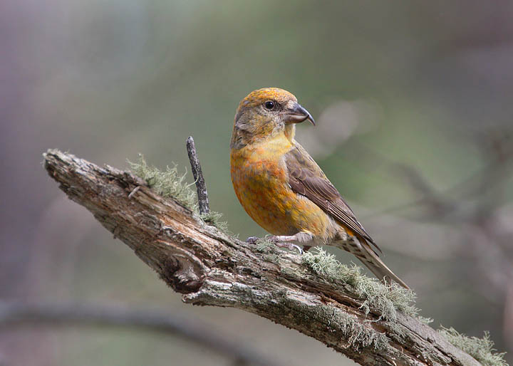 red crossbill