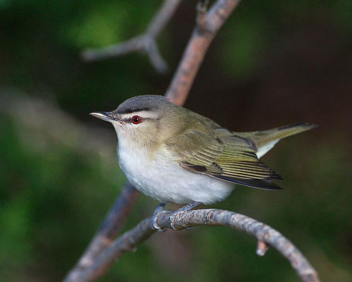 red-eyed vireo