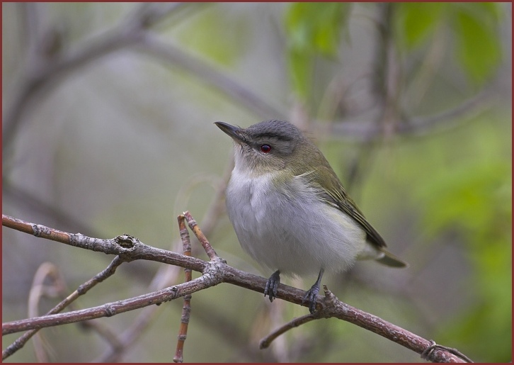 red-eyed vireo