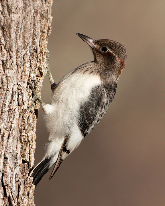 red-headed woodpecker