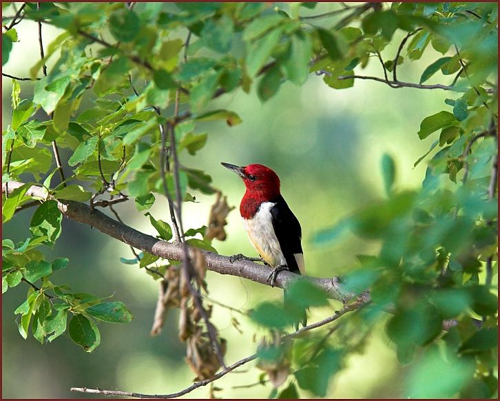 red-headed woodpecker