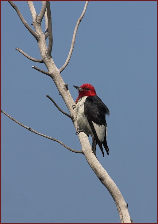 red-headed woodpecker