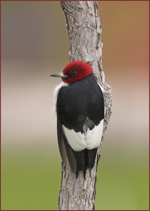 red-headed woodpecker