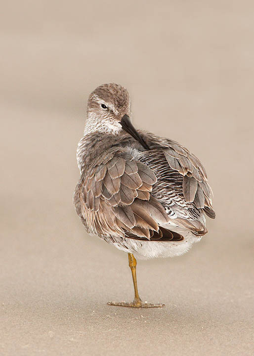 Red Knot