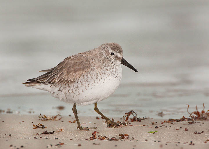 Red Knot