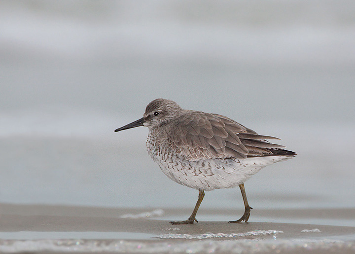 Red Knot