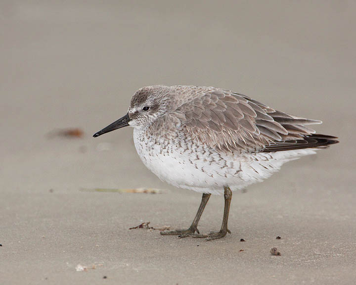 Red Knot