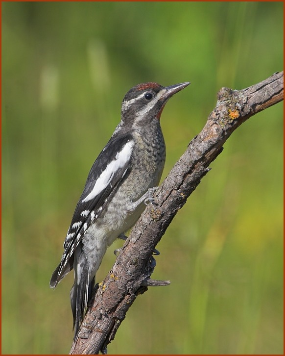 red-naped sapsucker