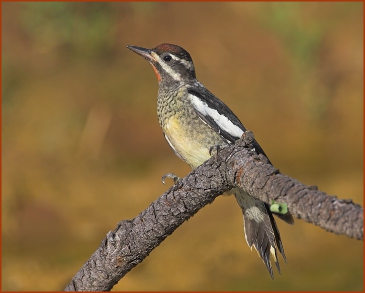 red-naped sapsucker