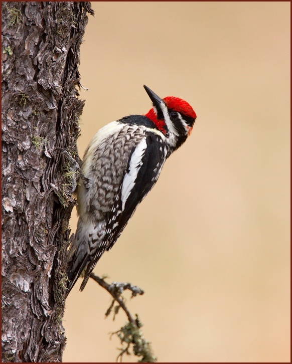 red-naped sapsucker