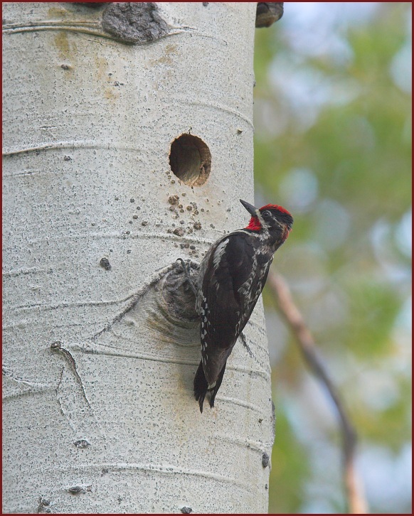 red-naped sapsucker