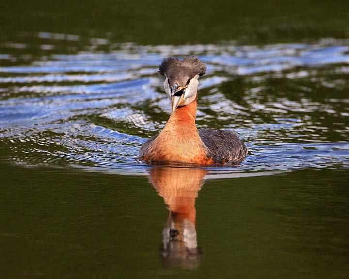 Red-necked Grebe