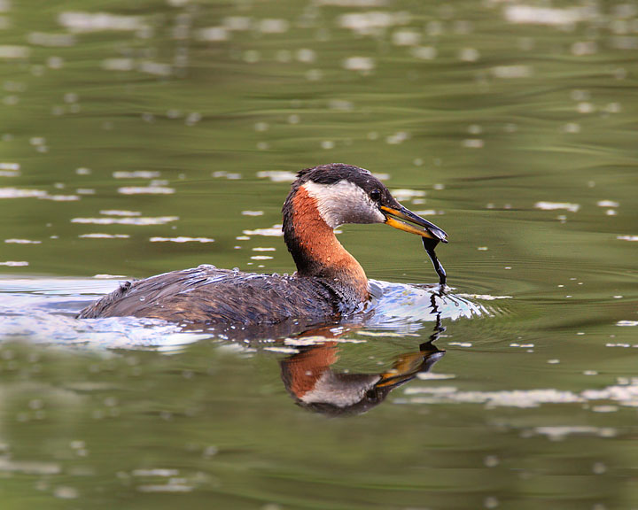 Red-necked Grebe