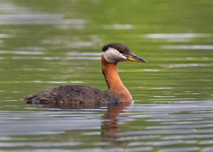 Red-necked Grebe