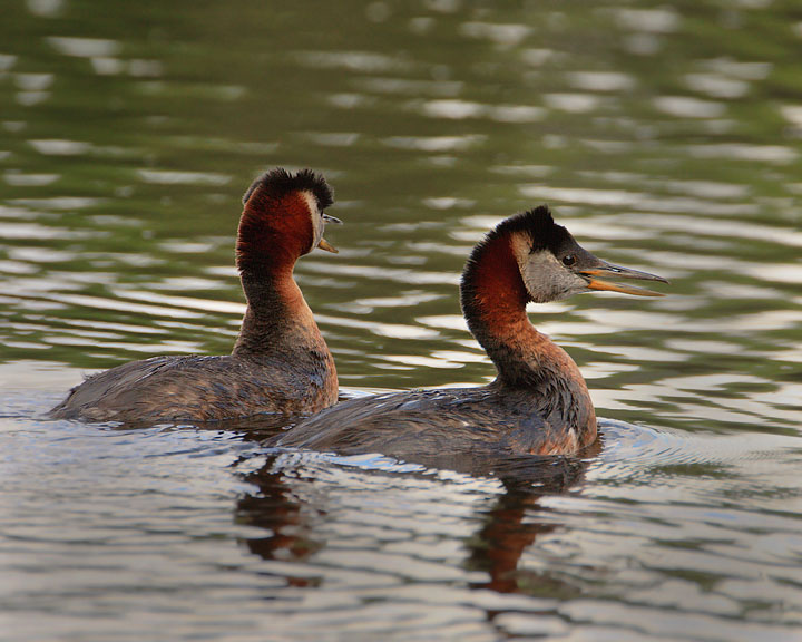 Red-necked Grebe