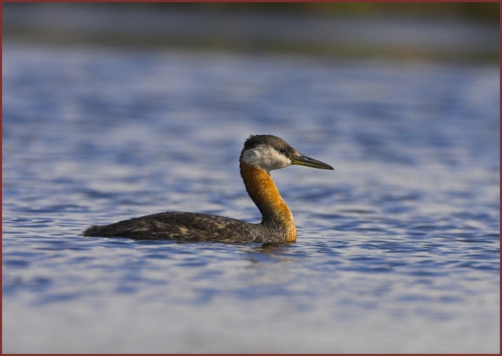 red-necked grebe