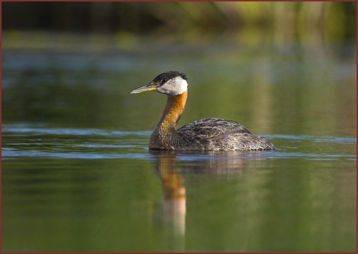 red-necked grebe