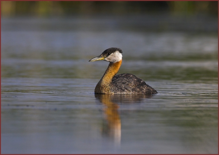 red-necked grebe