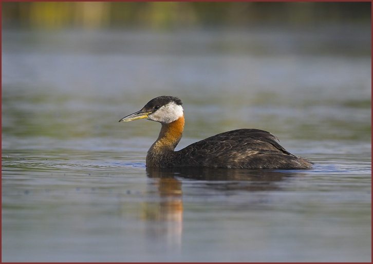 red-necked grebe