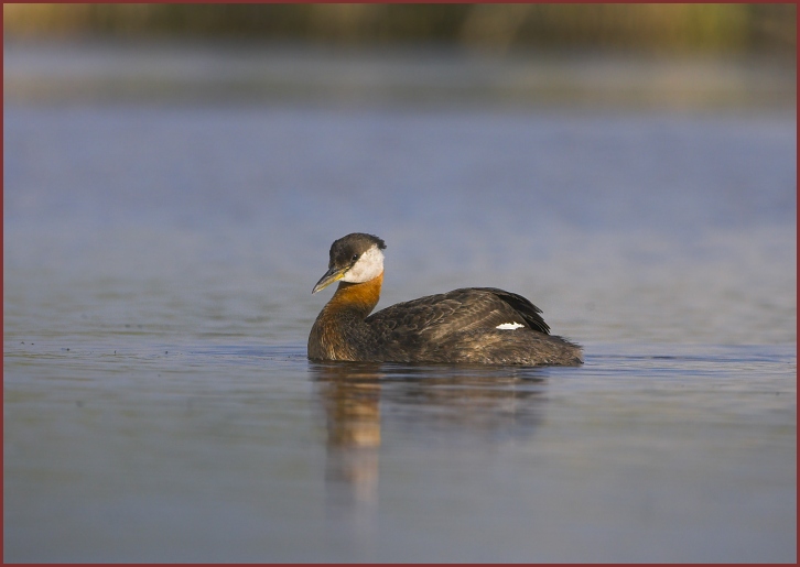 red-necked grebe