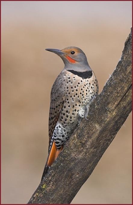 northern flicker