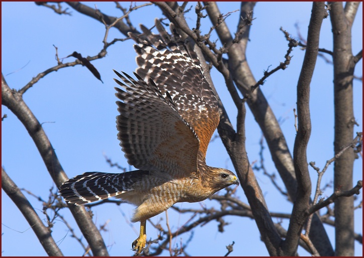 red-shouldered hawk