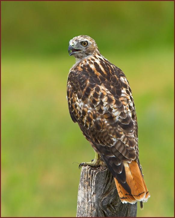 red-tailed hawk