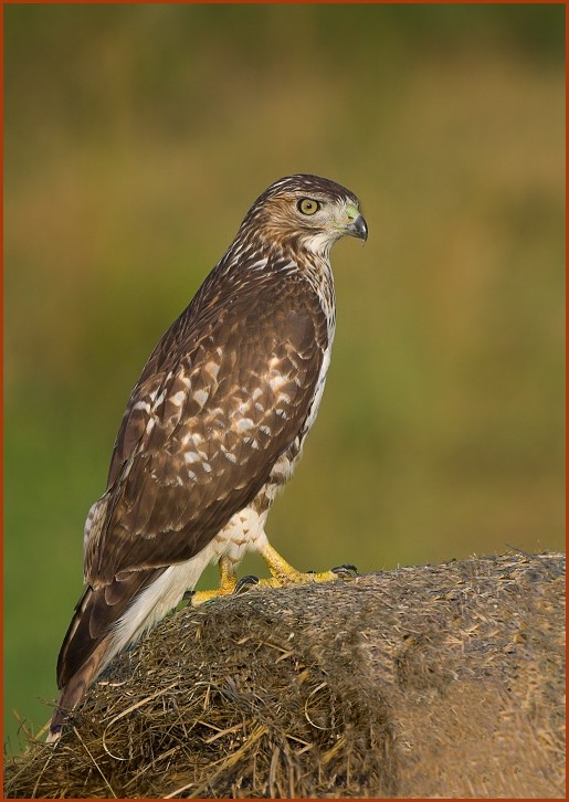 red-tailed hawk