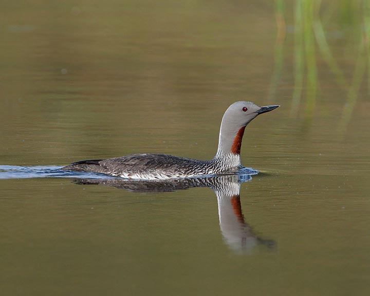 red-throated loon