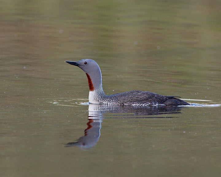 red-throated loon