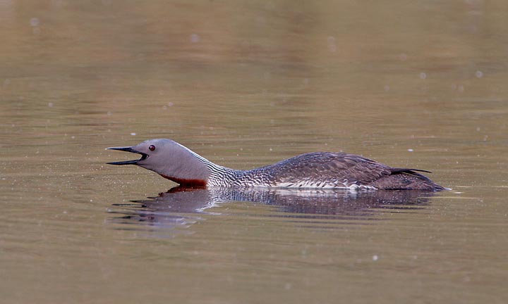 red-throated loon