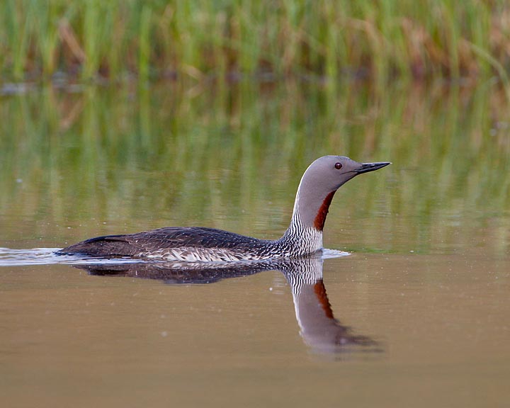 red-throated loon