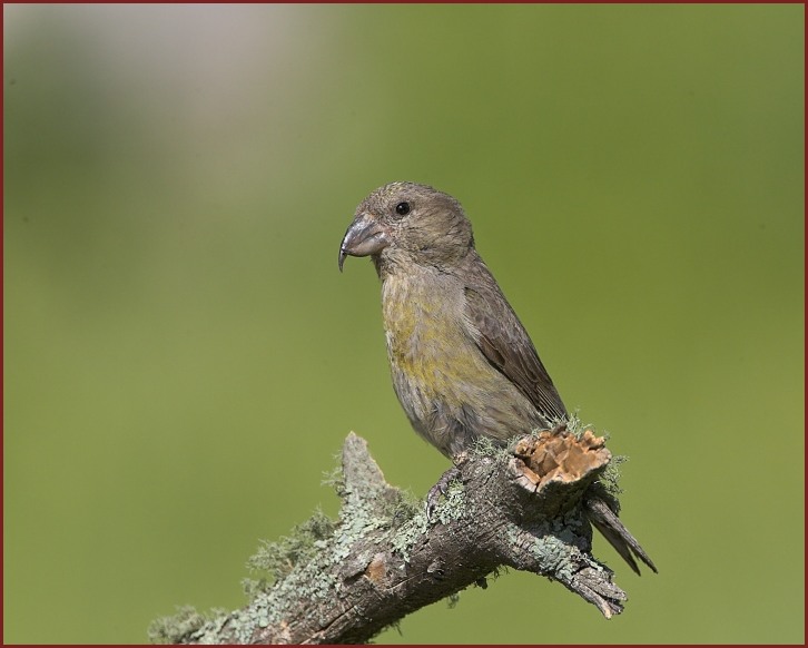 red crossbill