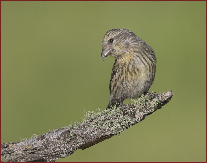 red crossbill