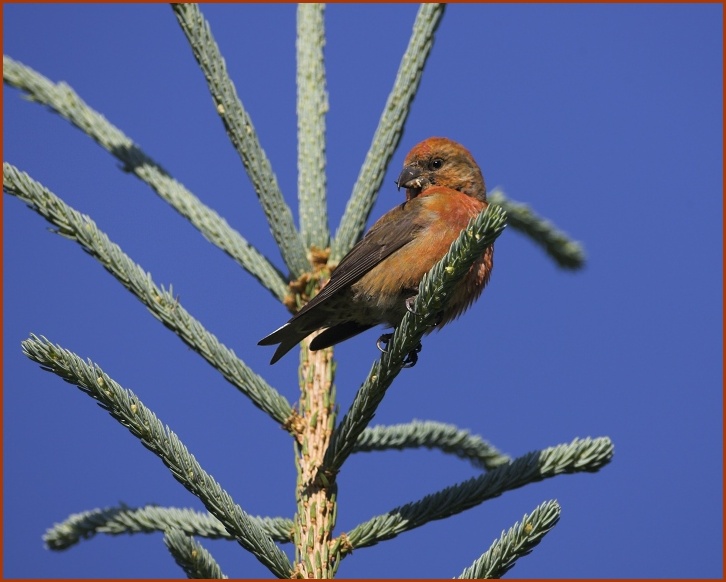 red crossbill