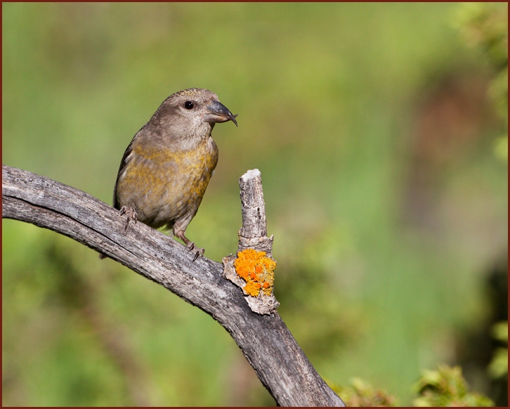 red crossbill