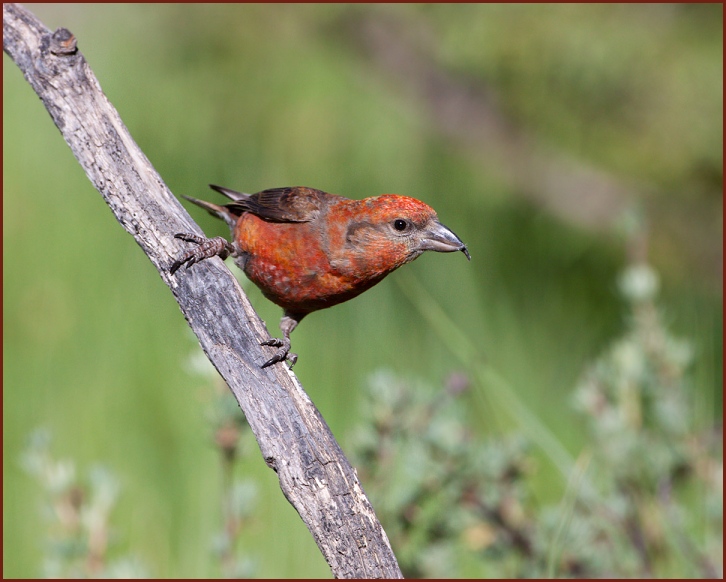 red crossbill