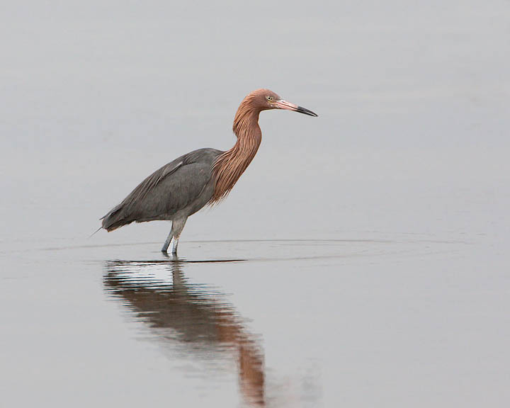 Reddish Egret