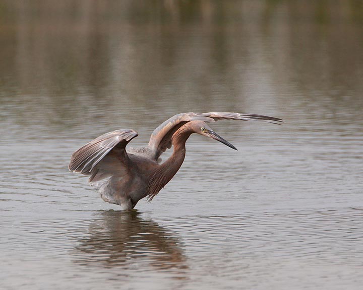 Reddish Egret